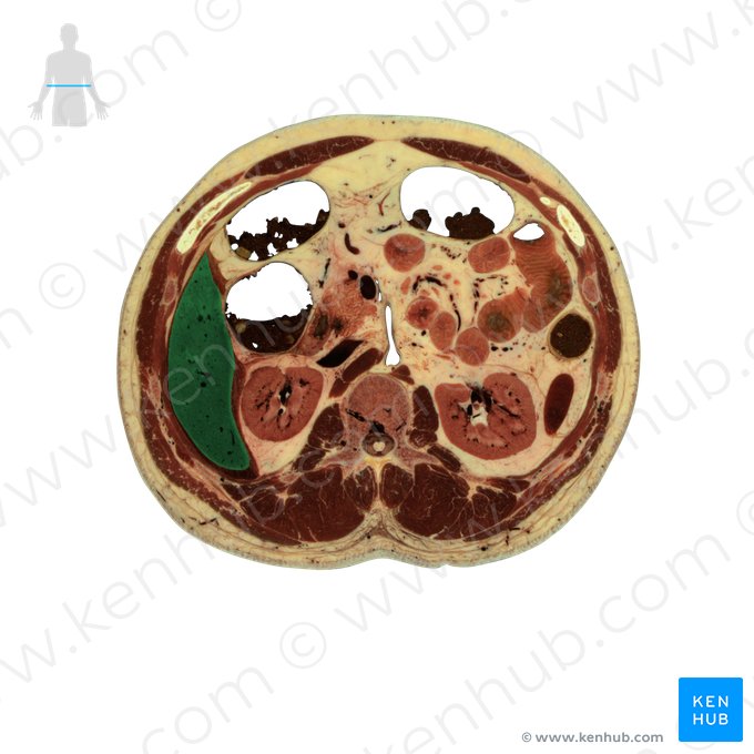 Right lobe of liver (Lobus dexter hepatis); Image: National Library of Medicine