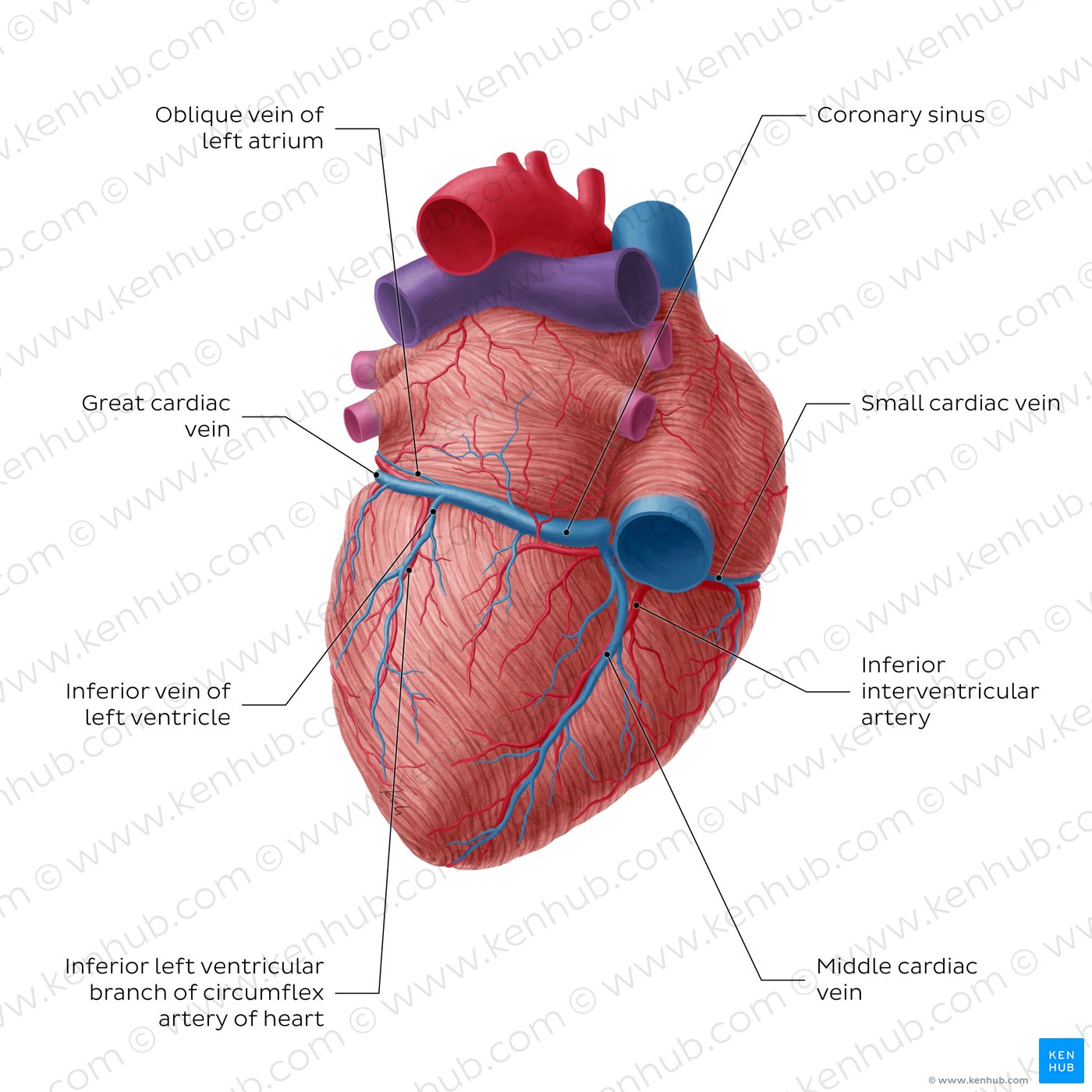 Coronary circulation posterior view (diagram)