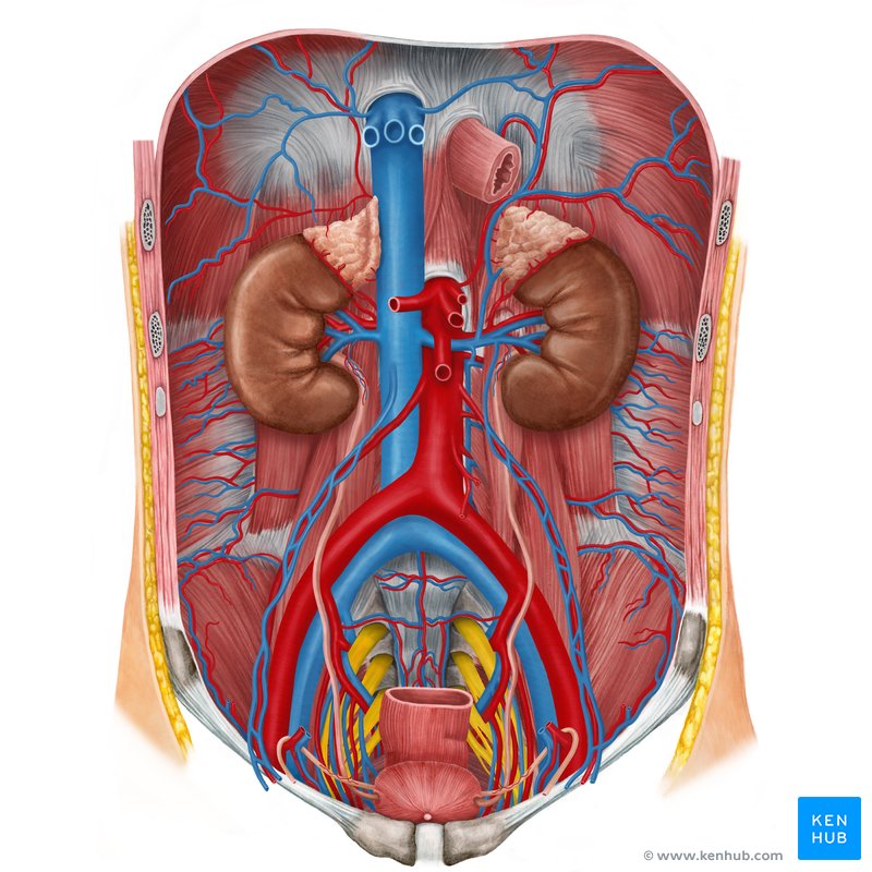 Exposed internal organs of the abdomen and pelvis. The kidneys, ureters and urinary bladder are the focus, with the abdominal vessels also visible.