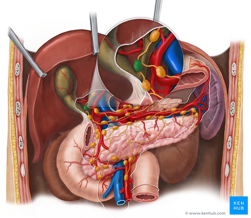 Cystic lymph node - ventral view