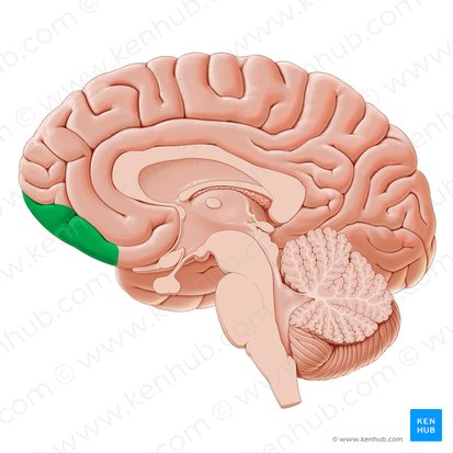 Corteza orbitofrontal (Cortex orbitofrontalis); Imagen: Paul Kim
