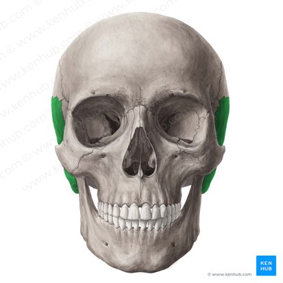 Temporal bone (Os temporale); Image: Yousun Koh