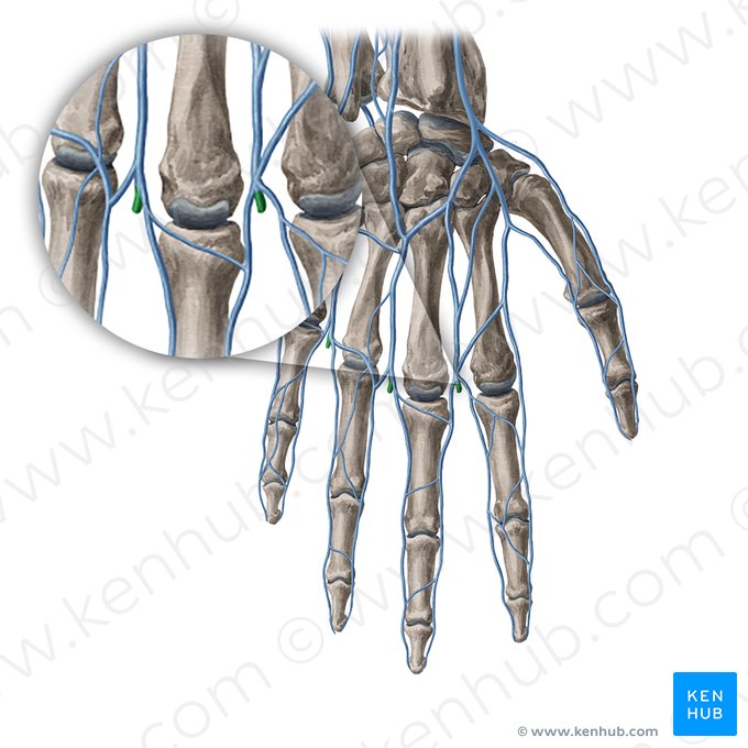 Venae intercapitulares manus (Interkapituläre Venen der Hand); Bild: Yousun Koh