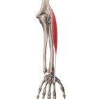 Extensor carpi radialis longus muscle