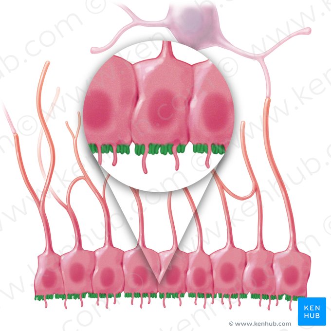 Microvilli ependymocyti (Mikrovilli der Ependymzelle); Bild: Paul Kim