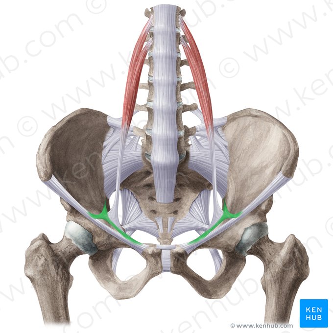 Iliopectineal arch (Arcus iliopectineus); Image: Liene Znotina