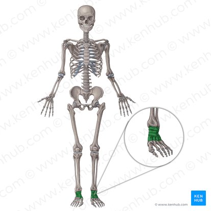 Tarsal bones (Ossa tarsi); Image: Irina Münstermann