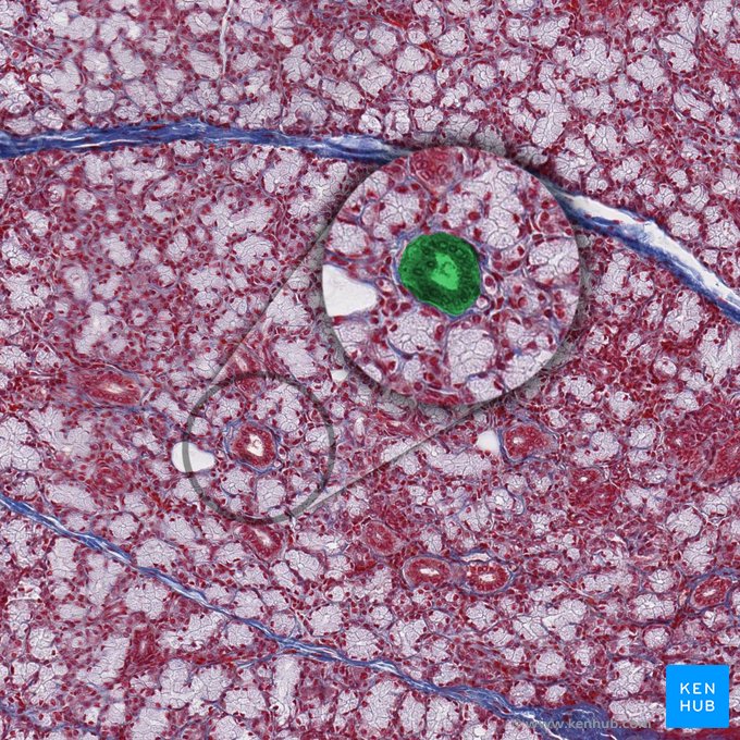 Conducto intercalar (Ductus intercalatus); Imagen: 