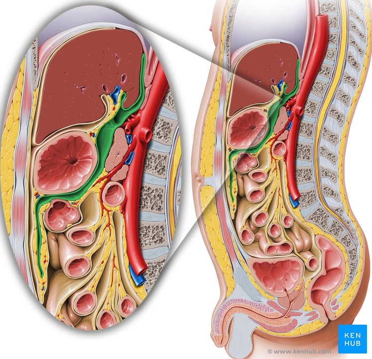recessus-der-peritonealh-hle-anatomie-lage-und-r-ume-kenhub
