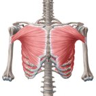 Muscles of the thoracic wall