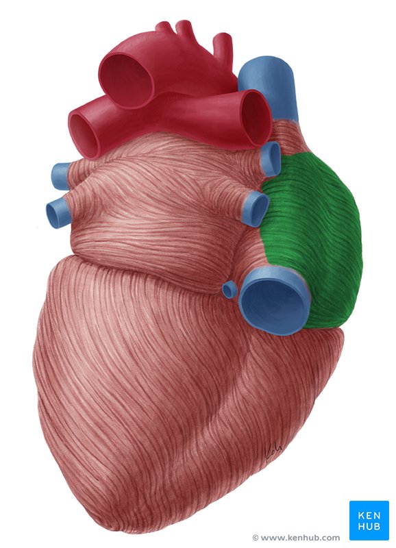 Right atrium - posterior view