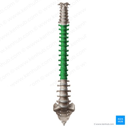 Thoracic vertebrae (Vertebrae thoracicae); Image: Paul Kim