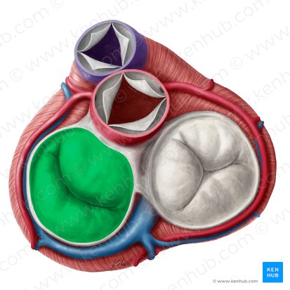 Valva mitral (Valva atrioventricularis sinistra); Imagem: Yousun Koh
