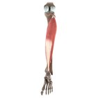 Soleus muscle (3D)