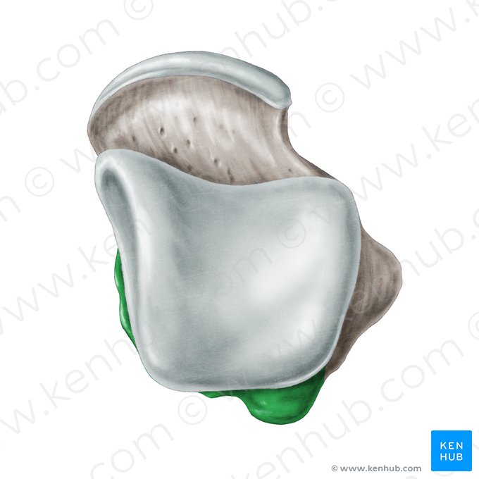 Posterior process of talus (Processus posterior ossis tali); Image: Samantha Zimmerman