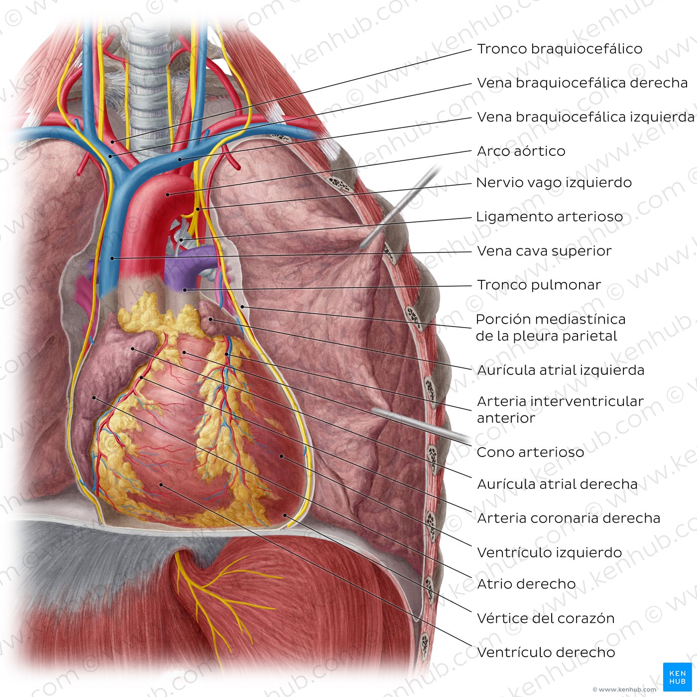 Corazón in situ (sin pericardio)