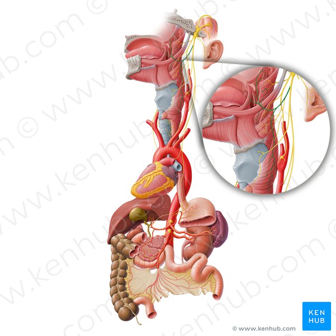 Pharyngeal branch of vagus nerve (Ramus pharyngeus nervi vagi); Image: Paul Kim