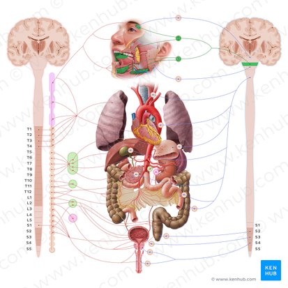 Nervio facial (Nervus facialis); Imagen: Paul Kim