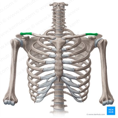 Terço lateral da clavícula (Pars lateralis claviculae); Imagem: Yousun Koh