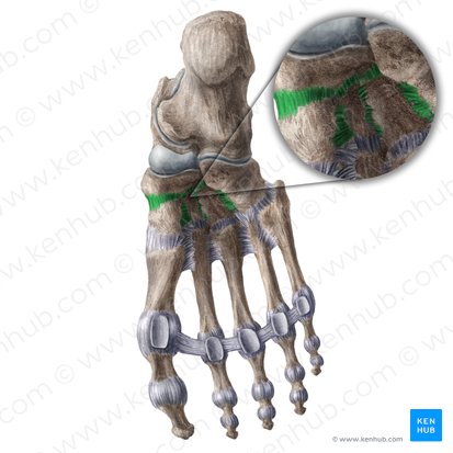 Ligamenta tarsea plantaria (Fußsohlenseitige Fußwurzelbänder); Bild: Liene Znotina
