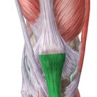 Patellar tendon