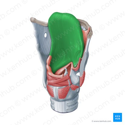 Epiglotis (Epiglottis); Imagen: Paul Kim