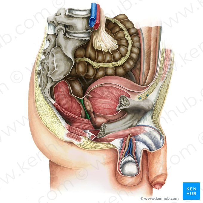 Fascia rectoprostática (Septum rectovesicale); Imagen: Irina Münstermann