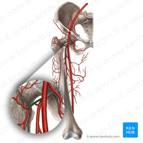 Lateral circumflex femoral artery (Arteria circumflexa lateralis femoralis); Image: Rebecca Betts