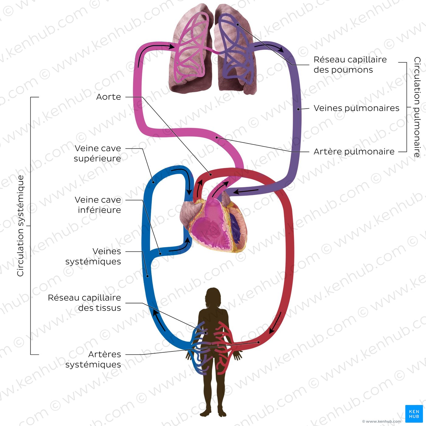 Système cardiovasculaire : schéma