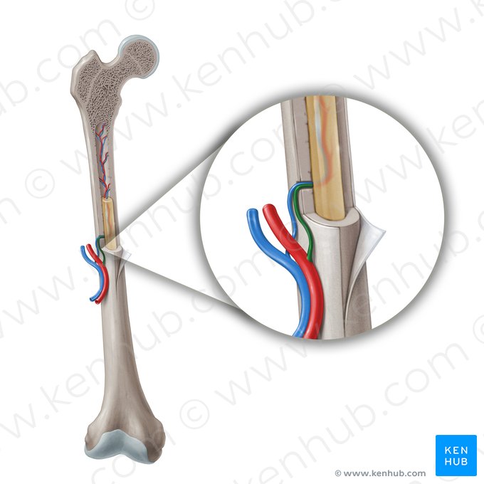 Nutrient artery (Arteria nutrica); Image: Paul Kim