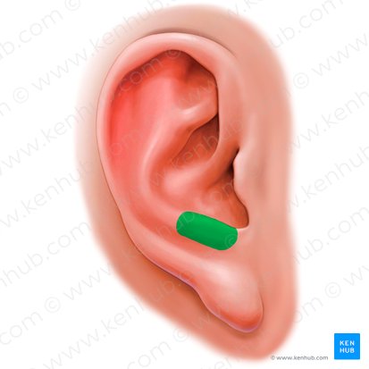 Antitrago de la oreja (Antitragus auriculae); Imagen: Paul Kim