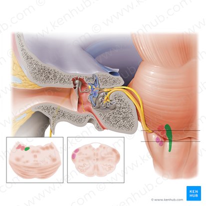 Núcleo vestibular medial (Nucleus vestibularis medialis); Imagen: Paul Kim