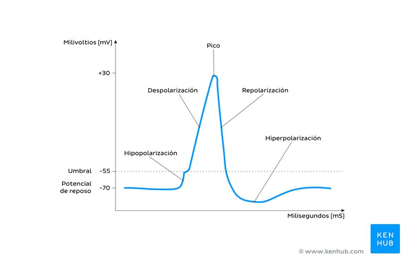 Curva del potencial de acción y sus fases (diagrama)