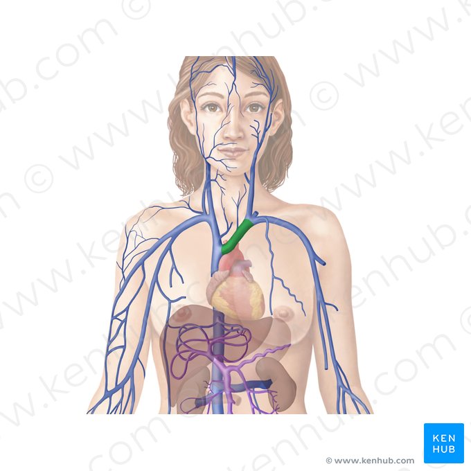 Left brachiocephalic vein (Vena brachiocephalica sinistra); Image: Begoña Rodriguez