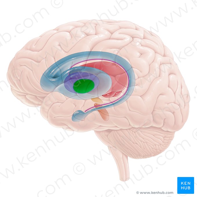 Globo pálido medial (Globus pallidus medialis); Imagem: Paul Kim