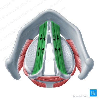 Ação dos músculos vocal e tireoaritenóideo (Functio musculorum vocalis et thyroarytenoidei); Imagem: Paul Kim