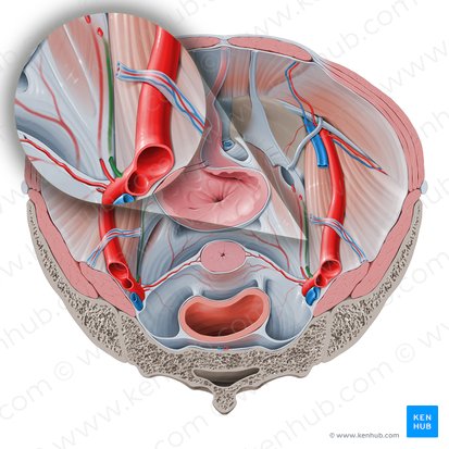 Arteria umbilical (Arteria umbilicalis); Imagen: Paul Kim