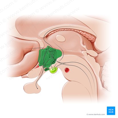 Hipotálamo (Hypothalamus); Imagen: Paul Kim