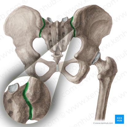 Articulación sacroiliaca (Articulatio sacroiliaca); Imagen: Liene Znotina