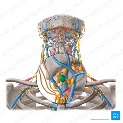 Jugulodigastric lymph node (Nodus lymphoideus jugulodigastricus); Image: Yousun Koh