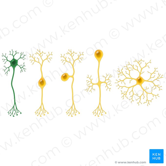 Neurone multipolaire (Neuron multipolare); Image : Paul Kim