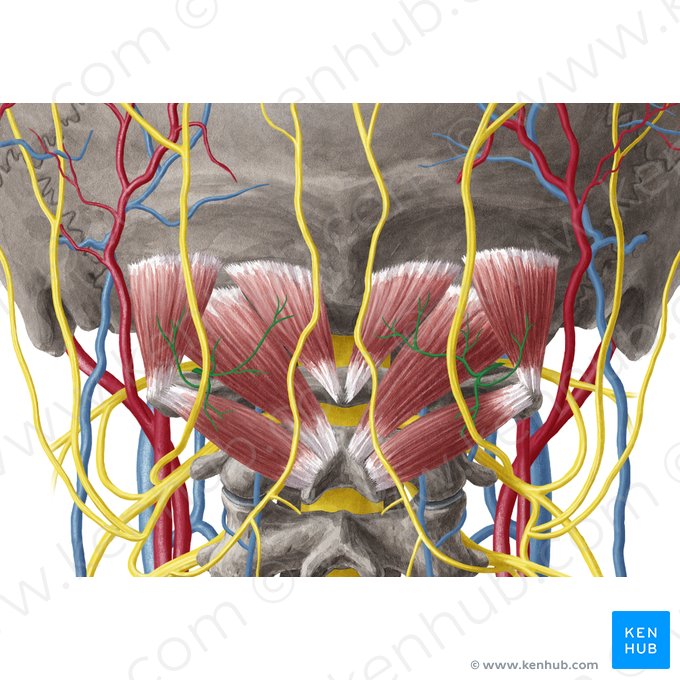 Nervus suboccipitalis (Subokzipitalnerv); Bild: Yousun Koh
