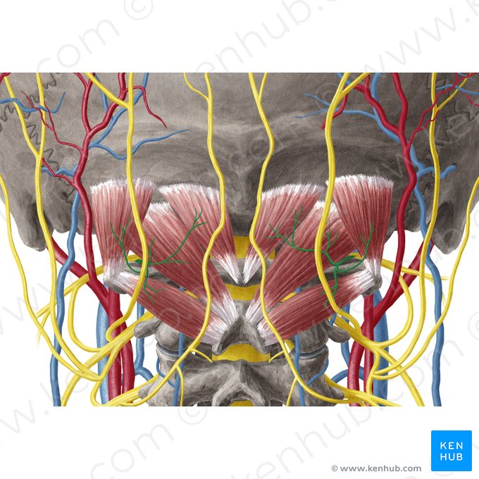 Nervo suboccipital (Nervus suboccipitalis); Imagem: Yousun Koh