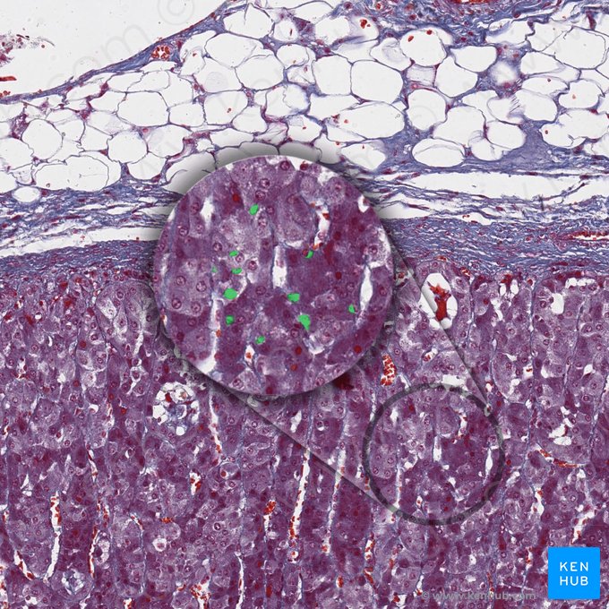 Lipid droplets; Image: 