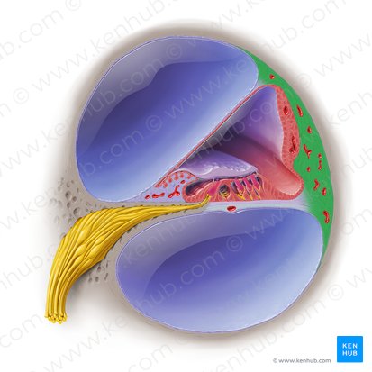 Spiral ligament of cochlear duct (Ligamentum spirale ductus cochlearis); Image: Paul Kim