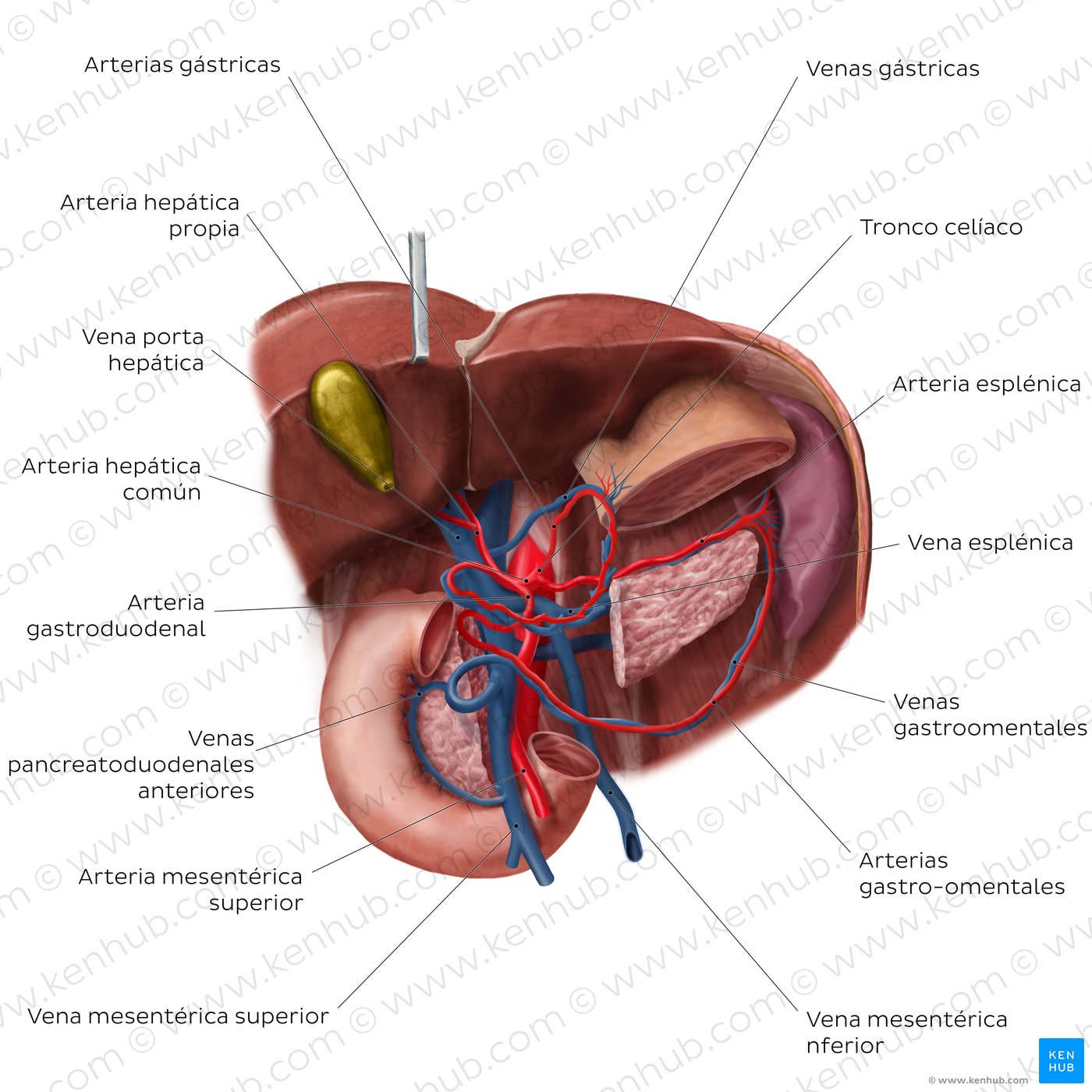Hepatic portal vein
