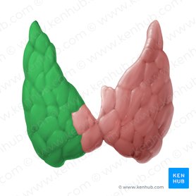 Right lobe of thyroid gland (Lobus dexter glandulae thyroideae); Image: Begoña Rodriguez