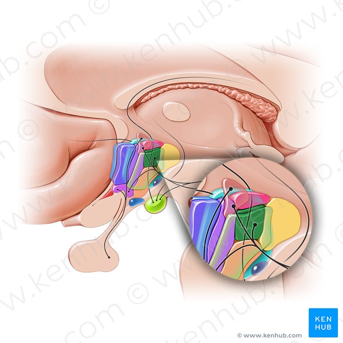 Núcleo dorsomedial do hipotálamo (Nucleus dorsomedialis hypothalami); Imagem: Paul Kim