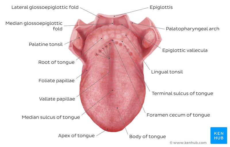 Overview of tongue structures