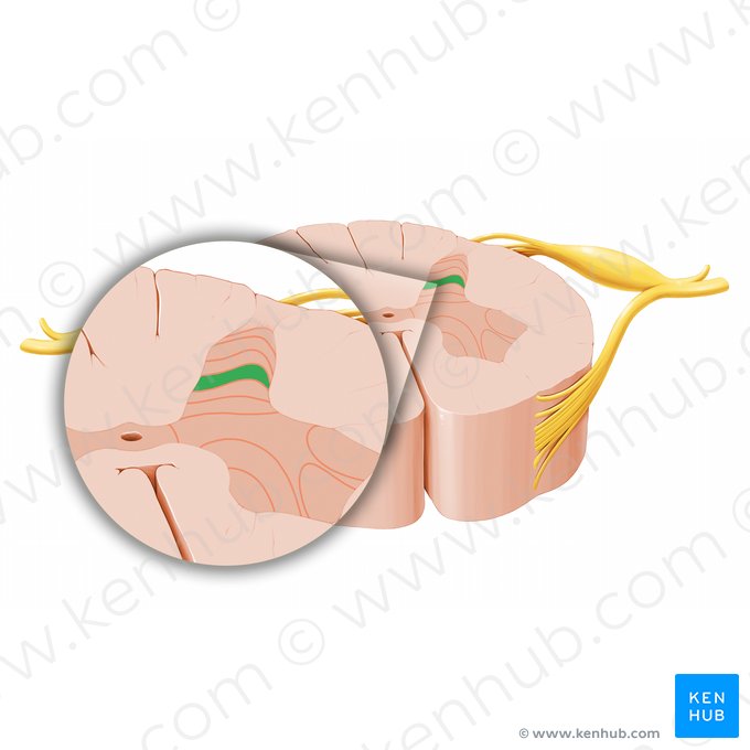 Lamina spinalis IV (Spinalschicht IV); Bild: Paul Kim